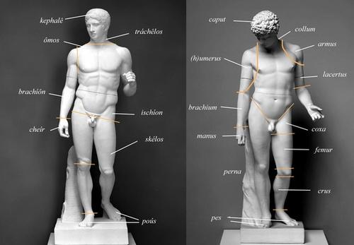 Fig. 1: Die sprachliche Konzeptualisierung des Körpers im Griechischen und Lateinischen