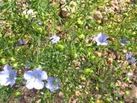 Linum usitatissimum in Blüte