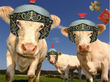 Roman Cows Invading