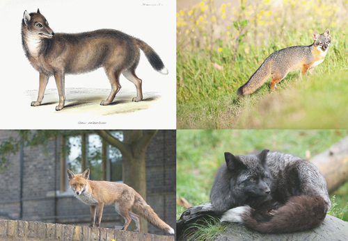 Canide: l.o. sog. Falklandfuchs, u.l. Rotfuchs, u.r. Silberfuchs