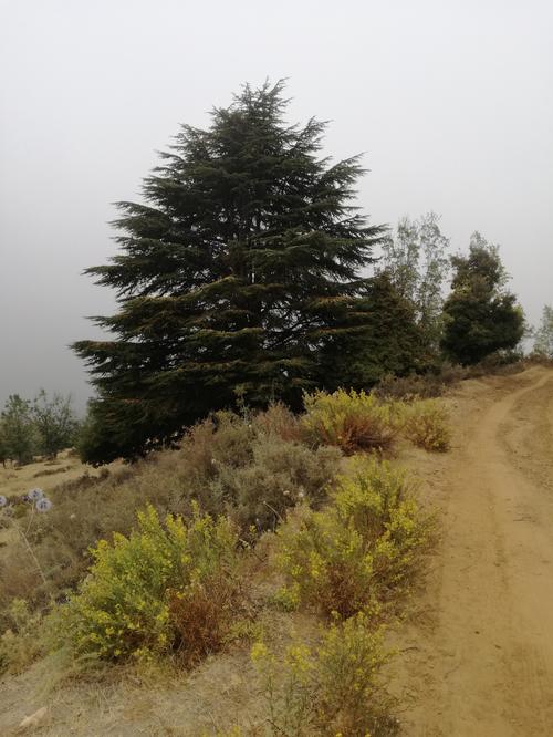 Zeder im Libanongebirge