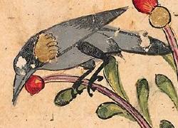 Crow, from: MS Pococke 400, fol. 82v